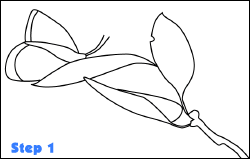 butterfly drawing step 1