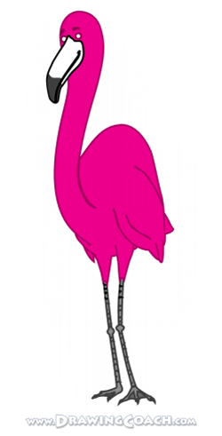 how to draw a cartoon flamingo final