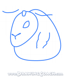 how to draw a lamb st2