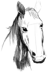 how to draw a horse head step by step for kids