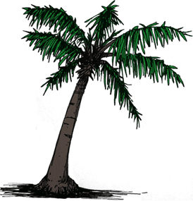 palm tree drawing