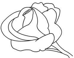 drawing roses step 1
