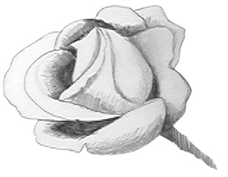 drawing a rose step 3