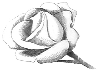 drawing roses step 4