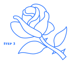 Rose Drawing St3
