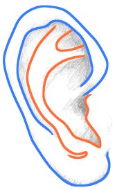 ear drawing 3