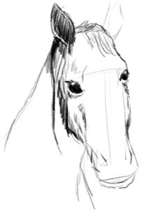 horse drawing step 2