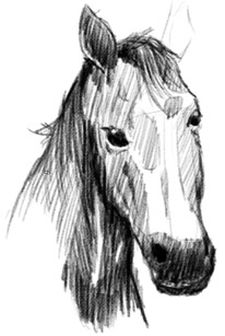 Drawing of a Horse Step 4