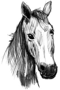 horse drawing