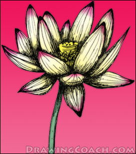 lotus Flower Drawing