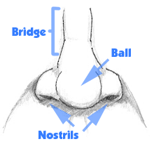 nose drawing 2